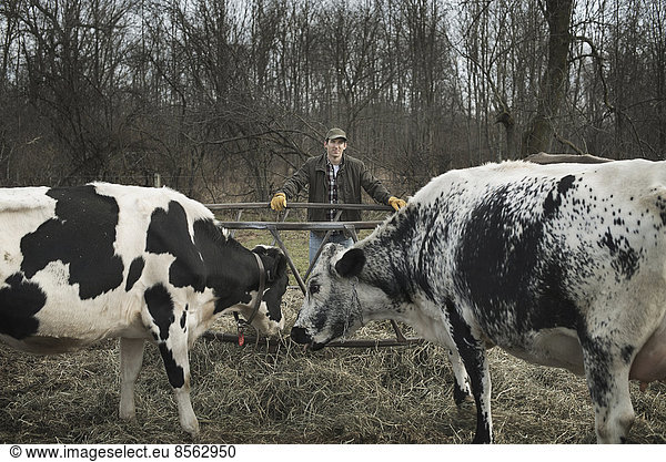 Ein kleiner biologischer Milchviehbetrieb mit einer gemischten Herde von Kühen und Ziegen. Landwirt  der arbeitet und sich um die Tiere kümmert.