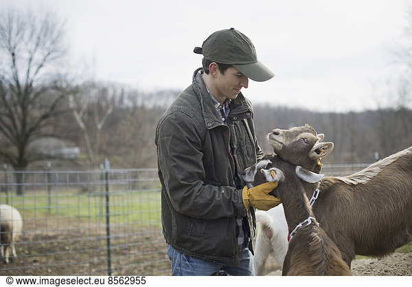 Ein kleiner biologischer Milchviehbetrieb mit einer gemischten Herde von Kühen und Ziegen. Landwirt  der arbeitet und sich um die Tiere kümmert.