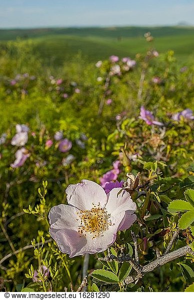 Ein kleiner verbliebener Fleck ursprünglicher Prärie mit einer Wildrose im Vordergrund in Whitman County in der Palouse-Region im Osten des Staates Washington  USA.