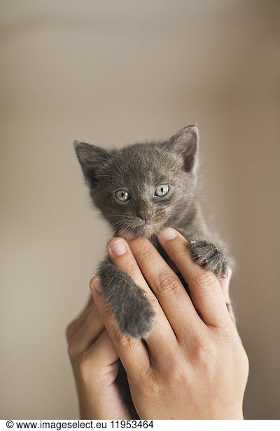 Ein kleines graues Kätzchen  das in den Händen einer Person gehalten wird.