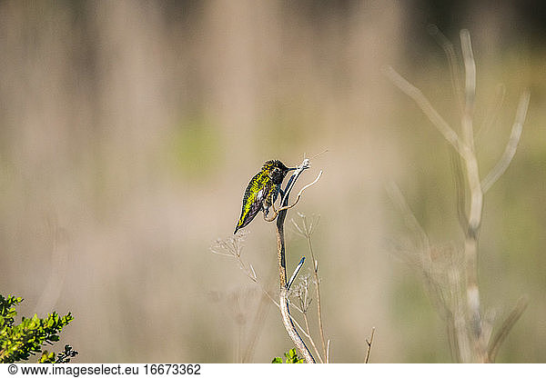 Ein Kolibri sitzt auf einem Ast