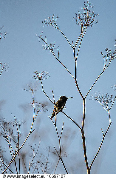 Ein Kolibri sitzt auf einem Ast
