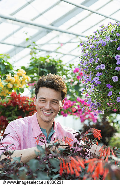 Ein kommerzielles Gewächshaus in einer Gärtnerei  die biologische Blumen anbaut. Ein Mann arbeitet  kontrolliert und pflegt Blumen.