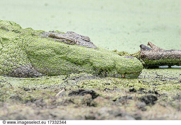 Ein Krokodil  Crocodylus niloticus  liegt am Rande eines mit Algen bewachsenen Wasserlochs