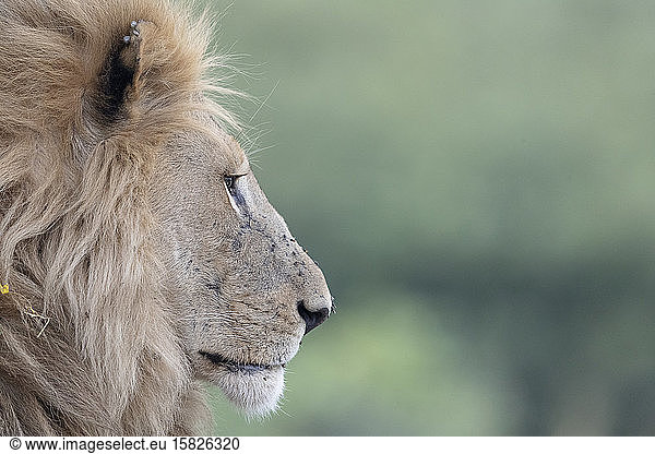 ein Löwe im Profil  mit einer schönen Mähne
