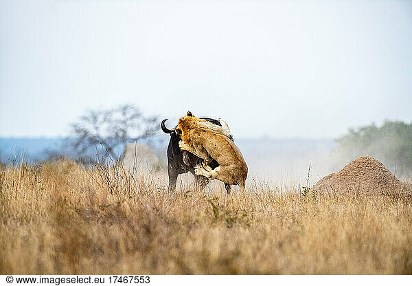 Ein Löwe  Panthera leo  fängt einen Büffel auf einer Lichtung  Syncerus caffer