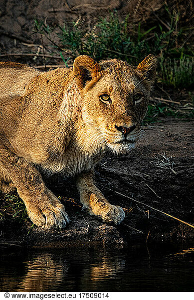 Ein Löwe  Panthera leo  hockt am Wasser