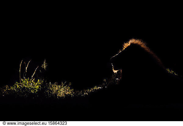 Ein Löwe  Panthera leo  im Dunkeln mit einem Scheinwerfer hinterleuchtet  beleuchtete Mähne