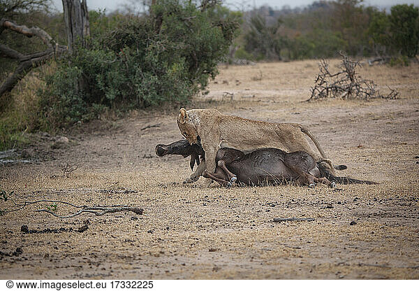 Ein Löwe  Panthera leo  schleift ein totes Streifengnu  Connochaetes taurinus