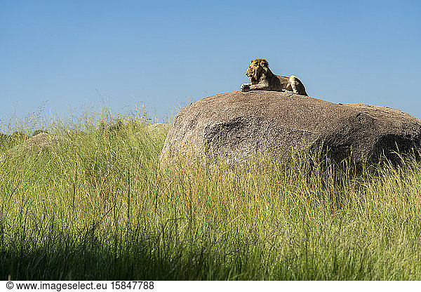 ein Löwe ruht sich in der Sonne auf einem Felsen aus