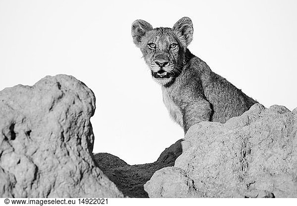Ein Löwenjunges  Panther leo  sitzt auf einem Termitenhügel  direkter Blick  offenes Maul  in schwarz-weiß