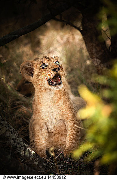 Ein Löwenjunges  Panthera leo  setzt sich hin  schaut weg und öffnet das Maul.