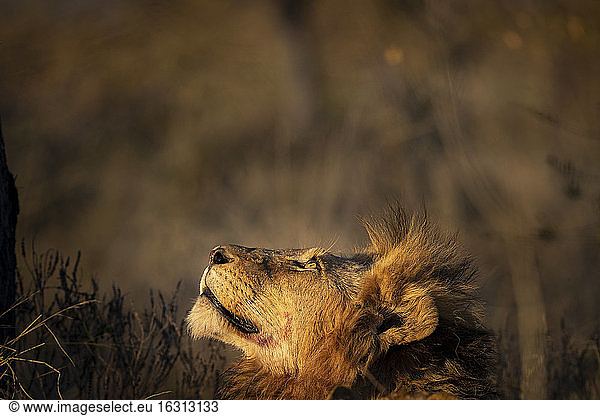 Ein Löwenmännchen  Panthera leo  blickt in warmem Licht auf und schaut nach oben.
