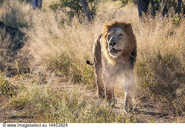 Ein Löwenmännchen  Panthera leo  geht auf die Kamera zu  schaut aus dem Blickfeld  das Maul offen  Dampf aus dem Maul  langes Gras im Hintergrund