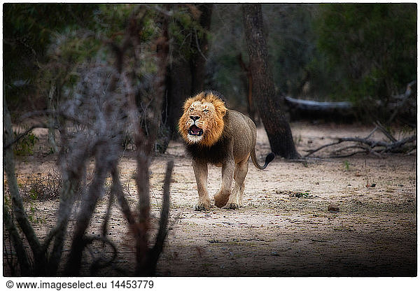 Ein Löwenmännchen  Panthera leo  steht auf einer Lichtung  öffnet das Maul  brüllt und schaut weg.