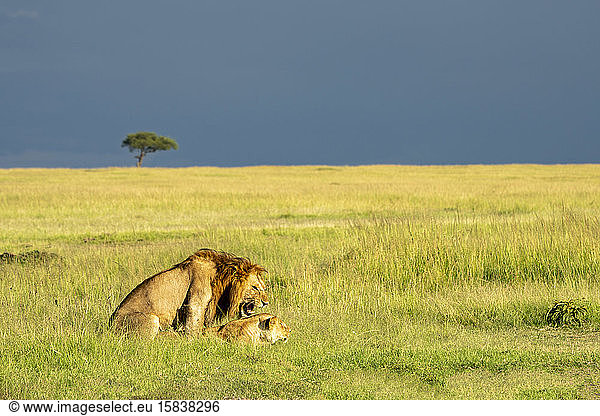 ein Löwenpaar brütet in der Savanne