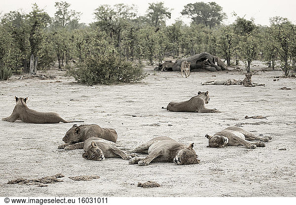 Ein Löwenrudel  das sich nach der Fütterung eines toten Elefanten ausruht.