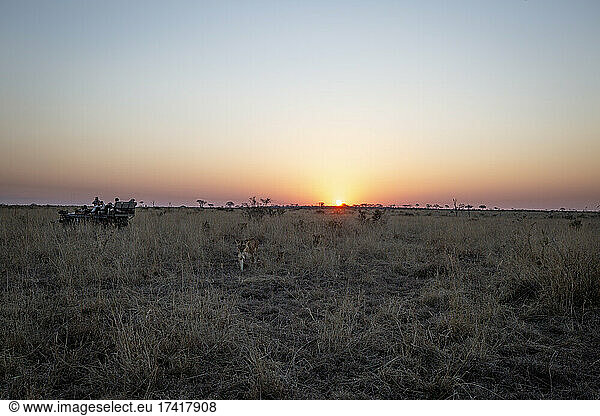 Ein Löwenrudel  Panthera leo  läuft bei Sonnenuntergang in der offenen Savanne an einem Safari-Jeep vorbei.