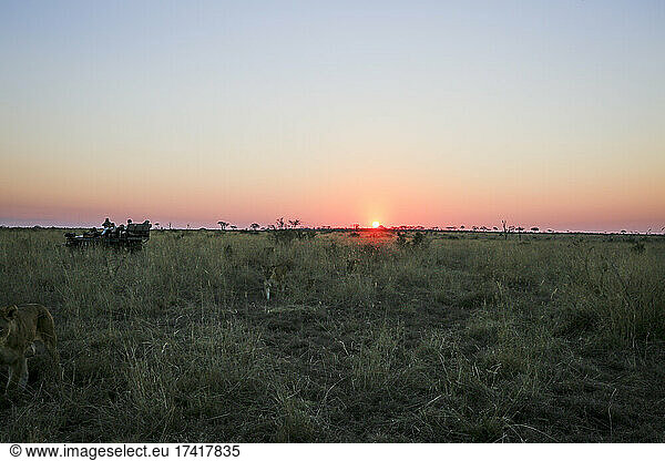 Ein Löwenrudel  Panthera leo  läuft bei Sonnenuntergang in der offenen Savanne an einem Safarifahrzeug vorbei.