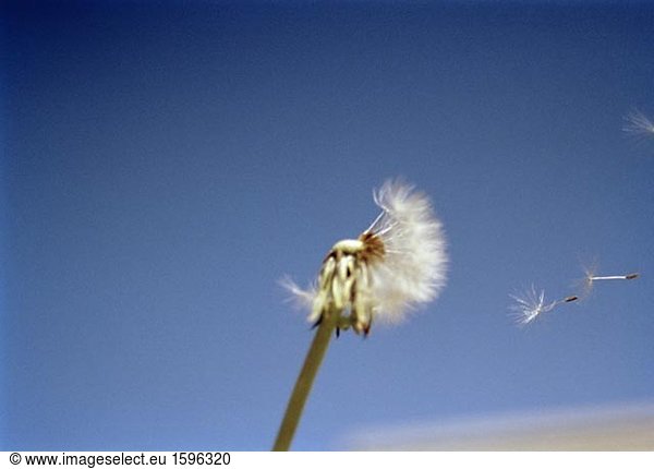Ein Löwenzahn im Wind.