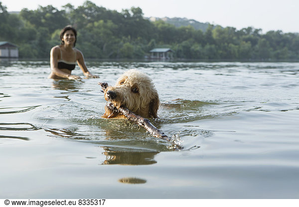 Ein Labradoodle-Hund schwimmt mit einem Stock im Maul. Im Hintergrund eine Frau.