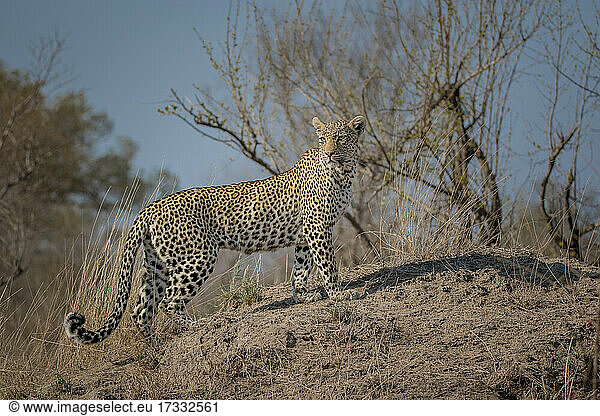 Ein Leopard läuft auf einen Termitenhügel in trockener Vegetation.