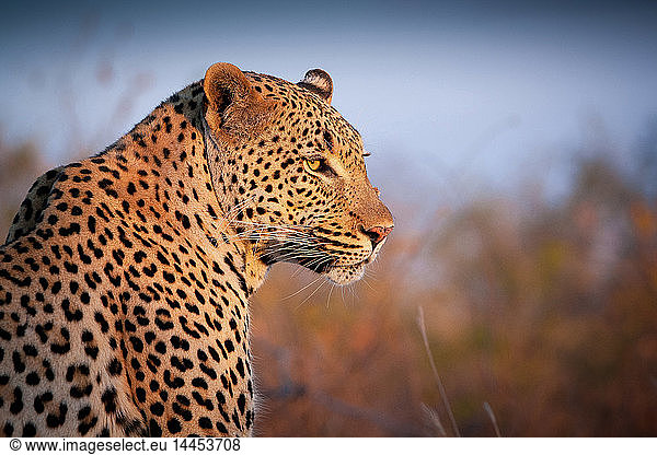 Ein Leopard  Panthera pardus  dreht sich über seine rechte Schulter  schaut hinaus  die Ohren zurück