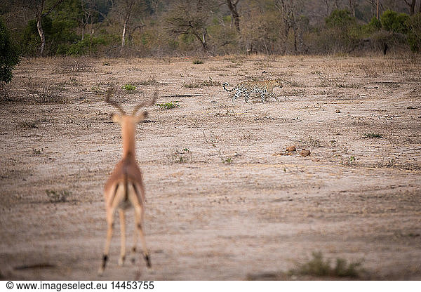 Ein Leopard  Panthera pardus  geht über eine Lichtung  Schwanz in der Luft eingerollt  im Vordergrund ein männlicher Impala mit Hörnern steht dem Leoparden mit gespitzten Ohren gegenüber  Aepyceros melampus