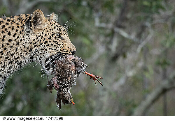 Ein Leopard  Panthera pardus  hält ein totes Spornhuhn  Pternistis natalensis  im Maul
