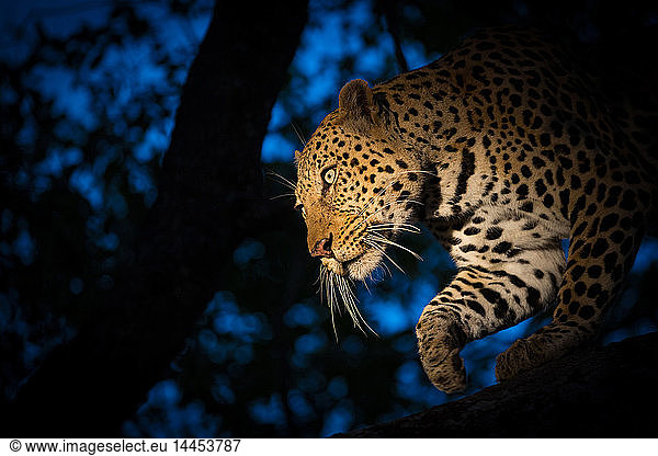 Ein Leopard  Panthera pardus  klettert nachts einen Baum hinunter  wird von einem Scheinwerfer beleuchtet und schaut weg