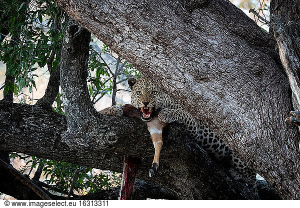 Ein Leopard  Panthera pardus  knurrt  während er mit seinem erlegten Tier in einem Baum sitzt  direkter Blick
