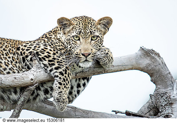 Ein Leopard  Panthera pardus  liegt auf toten Ästen  die Pfoten über die Äste drapiert  direkter Blick  weißer Hintergrund.