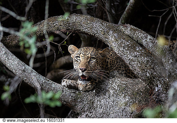 Ein Leopard  Panthera pardus  schaut zwischen Baumwurzeln  schaut aus dem Rahmen  Maul offen