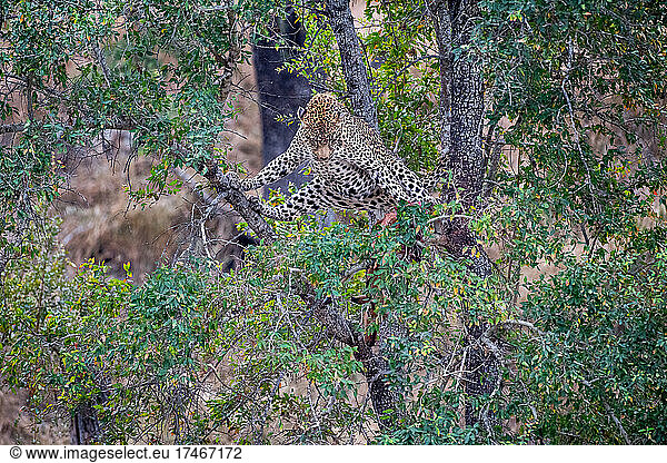 Ein Leopard  Panthera pardus  steht über einem erlegten Tier in einem Baum und schaut es direkt an.