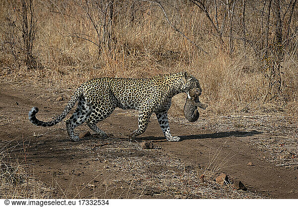Ein Leopard  Panthera pardus  trägt sein Junges im Maul  während es eine Straße überquert