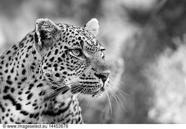 Ein Leopardenkopf  Panthera pardus  wegschauend  schwarz-weiß.