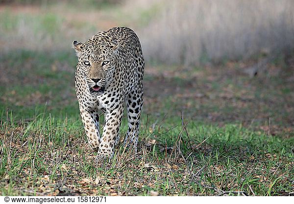 Ein Leopardenmännchen  Panthera pardus  geht auf die Kamera zu  direkter Blick  offenes Maul