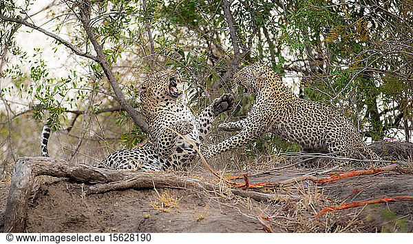 Ein Leopardenmännchen und -weibchen  Panthera pardus  kämpfen miteinander  wobei sie ihre Pfoten mit gefletschten Zähnen benutzen.