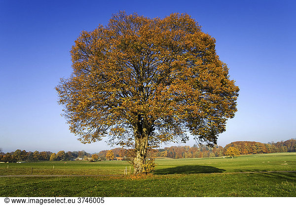 Ein Lindenbaum (Tilia) mit Herbstlaub  Sensebezirk  Kanton Freiburg  Schweiz  Europa
