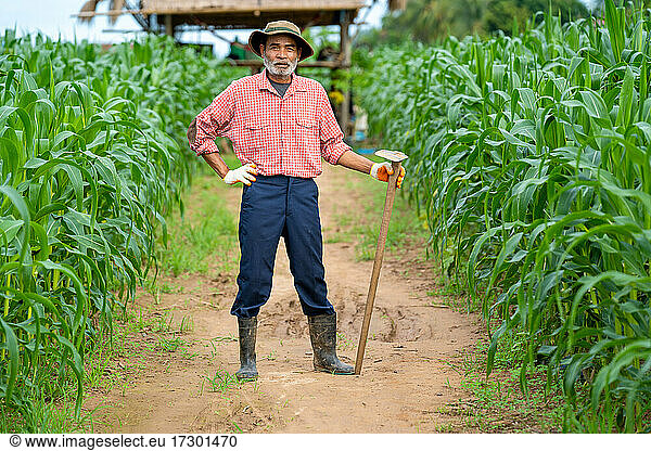 Ein älterer Landwirt inspiziert Mais in einem Maisfeld.