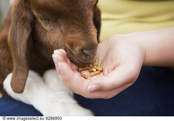 Ein Mädchen füttert ein Ziegenbaby von Hand.