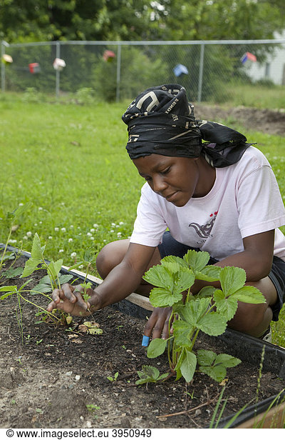 Ein Mädchen jätet Unkraut in einem Garten  in einem Programm namens Growing Healthy Kids für Kinder im Alter von 5-11 Jahren  in einem Earthworks Urban Garden Garten  in dem Nahrung für die Capuchin Soup Kitchen Suppenküche angebaut wird  Detroit  Michigan  USA