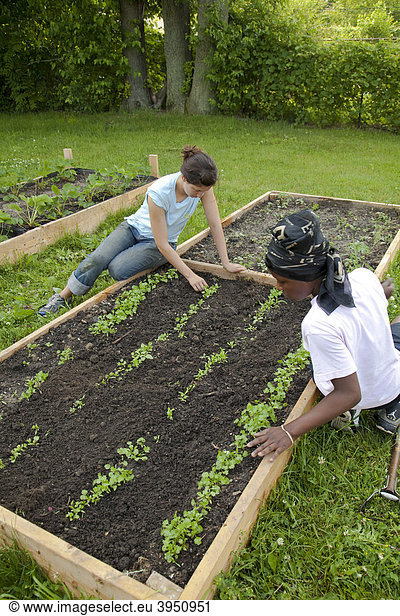 Ein Mädchen jätet Unkraut in einem Garten mit Hilfe einer Aufsicht  in einem Programm namens Growing Healthy Kids für Kinder im Alter von 5-11 Jahren  in einem Earthworks Urban Garden Garten  in dem Nahrung für die Capuchin Soup Kitchen Suppenküche angebaut wird  Detroit  Michigan  USA