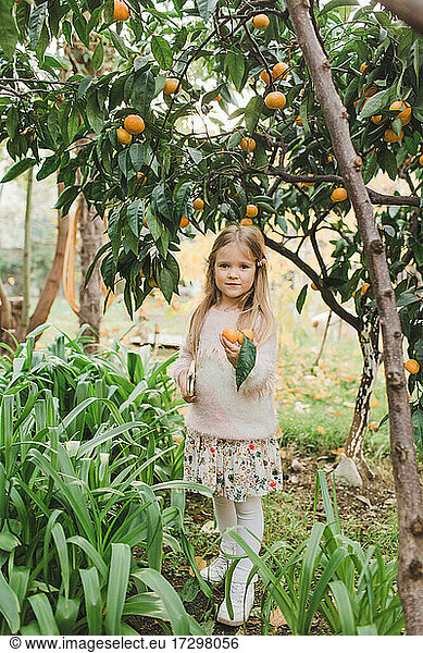 ein Mädchen sammelt im Garten reife Mandarinen