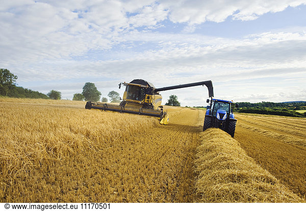 Ein Mähdrescher  der neben einem Traktor auf einem Feld an einem Erntegut arbeitet.