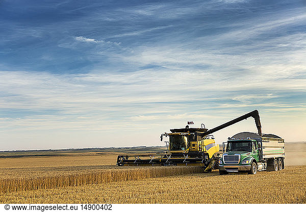 Ein Mähdrescher erntet ein goldenes Weizenfeld und füllt einen Lastwagen mit blauem Himmel und Wolken; Beiseker  Alberta  Kanada