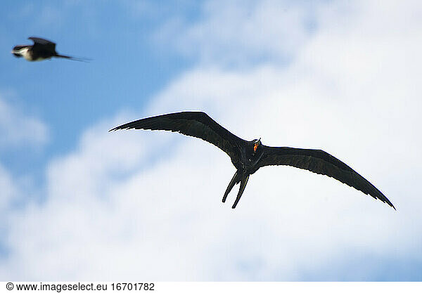 Ein männlicher Fregattvogel fliegt auf der Insel Espíritu Santo.