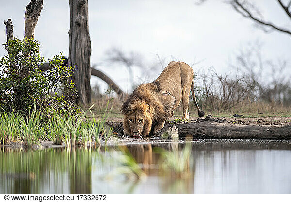 Ein männlicher Löwe  Panthera leo  hockt sich hin  um Wasser aus einem Wasserloch zu trinken