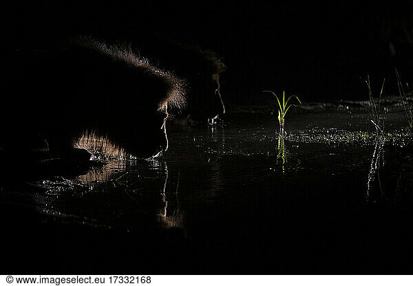 Ein männlicher Löwe  Panthera leo  hockt sich hin  um Wasser zu trinken  nachts  im Gegenlicht eines Scheinwerfers