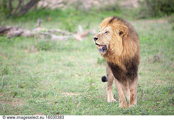 Ein männlicher Löwe  Panthera leo im Gras  Maul offen